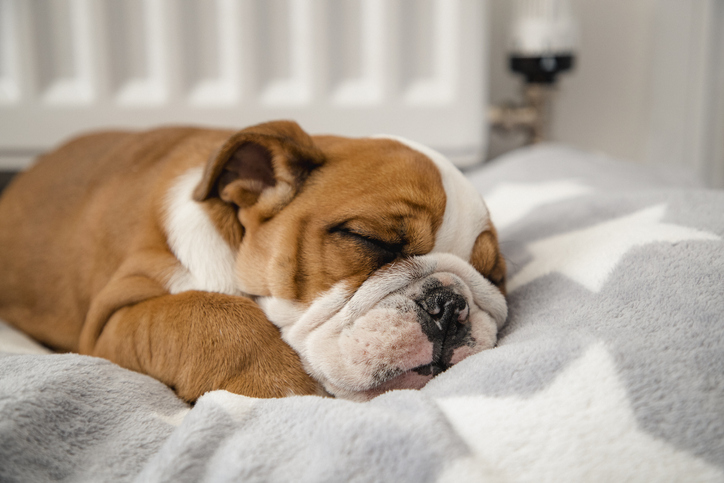 Decoding Puppy Snores: Normal Noises, Hidden Health Concerns, & Vet Advice