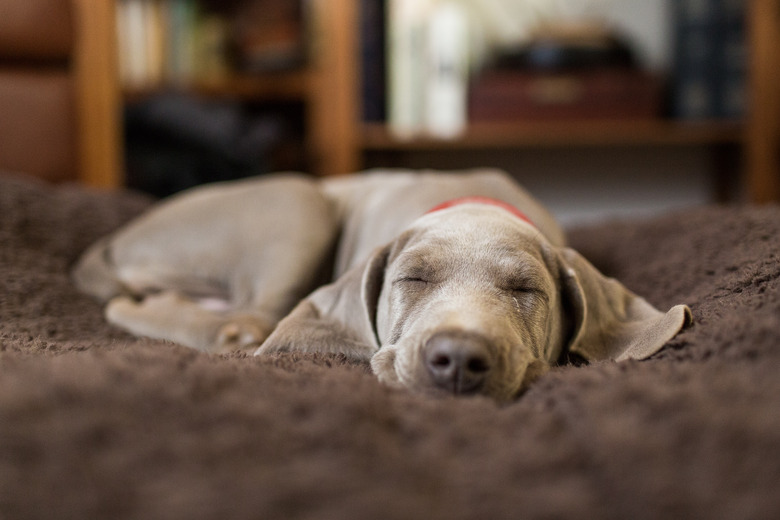 Puppy Snoring: When It's Adorable vs. When to Call the Vet