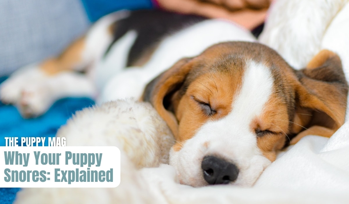 Why Is Your Puppy Snoring? Common Causes & What to Watch For